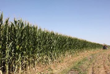 maize