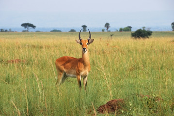 Antelope reedbuck