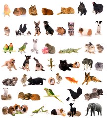 montage animaux - diversité