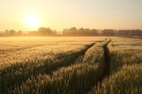 Fototapeta Rural landscape at dawn with mist floating over the field