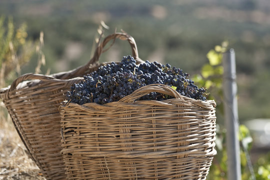 Cesta de uvas de la vendimia