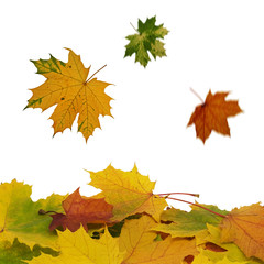 fall of colorful  leaves over a white background