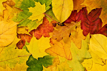 Colorful vivid background of fallen autumn leaves