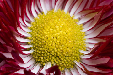 Blume close up