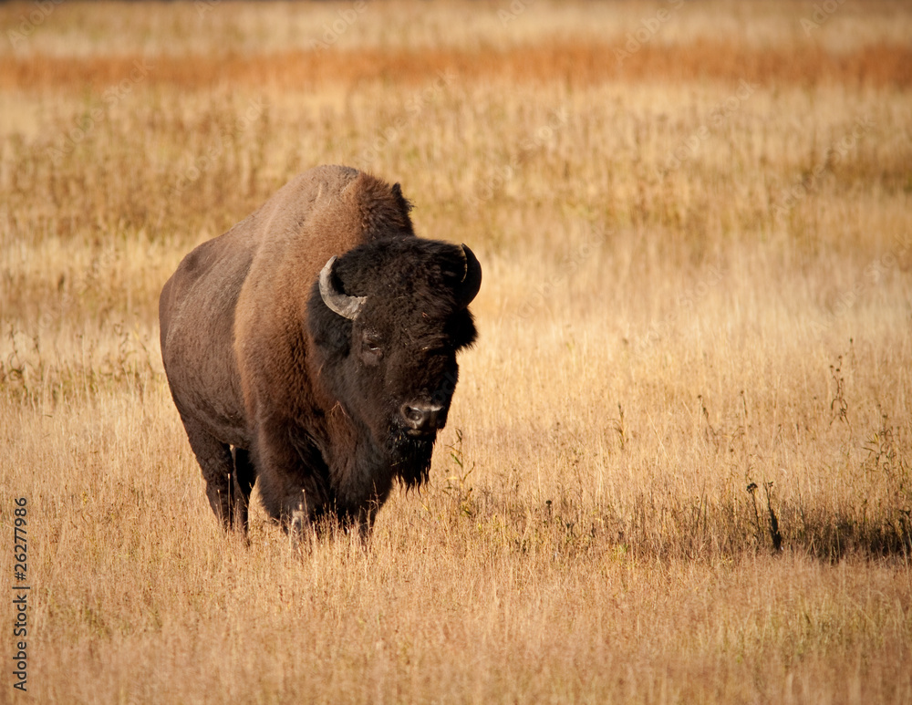 Wall mural Bison