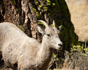 Naklejka na ściany i meble Female Bighorn sheep
