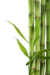 Fototapeta na wymiar bamboo izolowanych