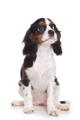Cavalier King Charlies Spaniel puppy