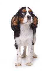 Cavalier King Charlies Spaniel puppy