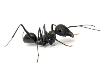 Ant isolated on white background