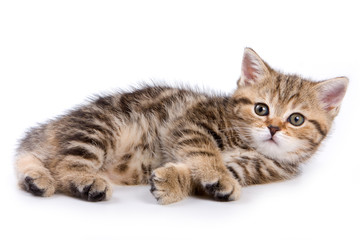 British kittens on white backgrounds