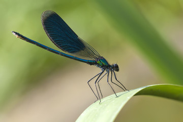 Beautiful bright Dragonfly close-up