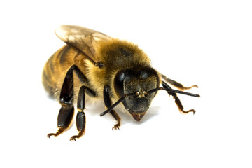 Single Bee isolated on white