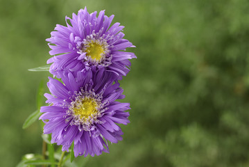flowers purple asters