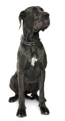 Great Dane, 5 years old, sitting in front of white background