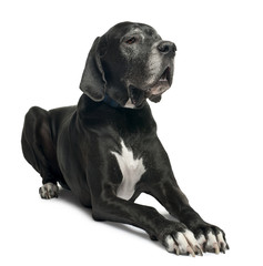 Great Dane, 1 year old, lying in front of white background