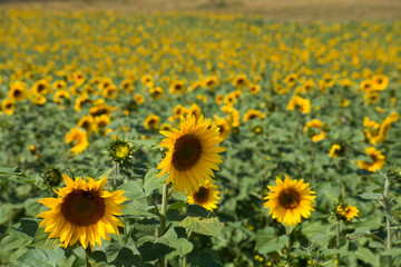 Sunflower field