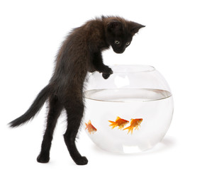 Black kitten climbing on fish bowl in front of white background
