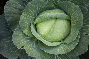 head of cabbage