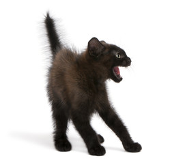 Frightened black kitten standing in front of white background