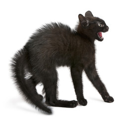 Fototapeta premium Przestraszony czarny kotek stojący przed białym tle