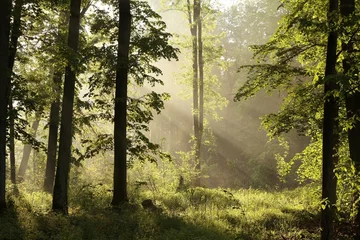 Raamstickers Spring Forest at dawn after a heavy rainfall © Aniszewski
