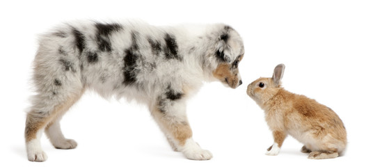 Blue Merle Australian Shepherd puppy face to face with rabbit