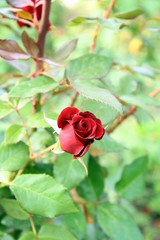 red  rose bud