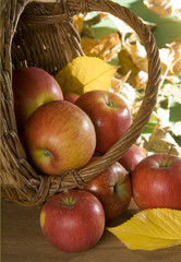 äpfel im korb