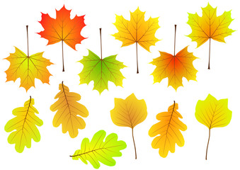 [V] Herbstblätter | autumn foliage