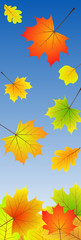 [V] Blätter fallen | falling autumn leaves