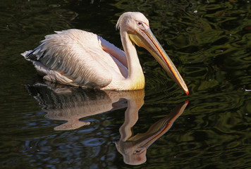 Schwimmender Pelikan mit Spiegelung