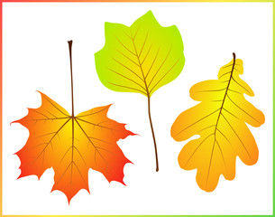 [V] autumn leaves > acer, quercus, liriodendron