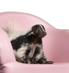 Striped Skunk, Mephitis Mephitis, sitting on pink a sofa