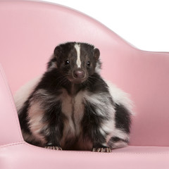 Striped Skunk, Mephitis Mephitis,  sitting on pink armchair