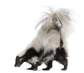 Naklejka premium Striped Skunk, Mephitis Mephitis, 5 years old, standing