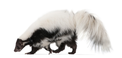 Striped Skunk, Mephitis Mephitis, 5 years old, standing