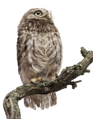 Young owl perching on branch in front of white background