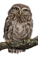 Fototapeta premium Young owl perching on branch in front of white background