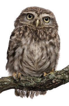 Young owl perching on branch in front of white background