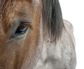 Close-up of a draft horse, Belgian Heavy Horse, Brabancon
