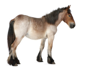 Belgian Heavy Horse foal, Brabancon, a draft horse breed