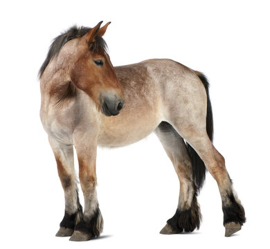 Belgian Heavy Horse foal, Brabancon, a draft horse breed