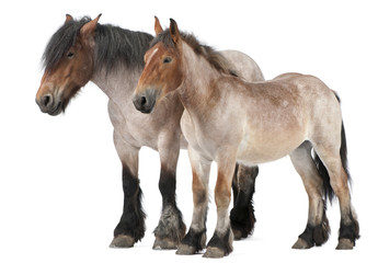 Mother and foal draft horse, Belgian Heavy Horse, Brabancon