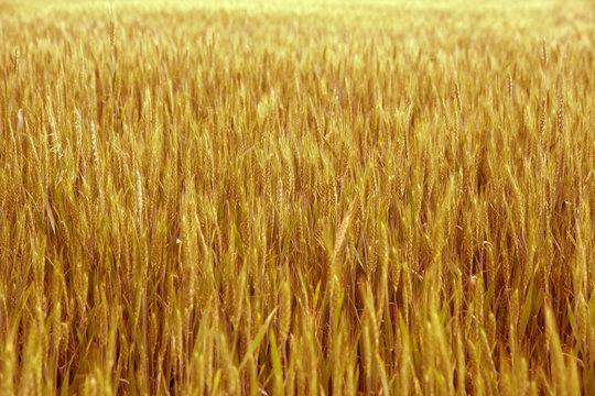 Yellow wheat.