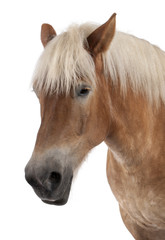 Obraz na płótnie Canvas Close-up z konia projektu, belgijski koń ciężkich, Brabancon