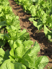 Salat im Beet