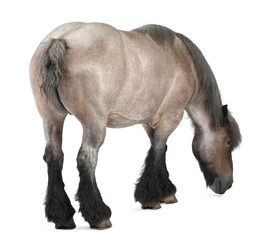 Obraz premium Belgian horse, Belgian Heavy Horse, Brabancon, draft horse