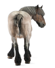 Belgian horse, Belgian Heavy Horse, Brabancon, draft horse