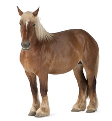 Belgian horse, Belgian Heavy Horse, Brabancon, draft horse